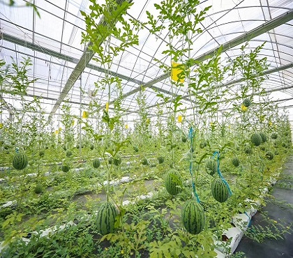 無土栽培之水培蔬菜的栽培管理要點！