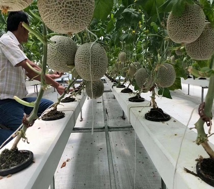 如何無土栽培蔬菜？哪些蔬菜適合無土栽培？無土蔬菜栽培技術(shù)要點
