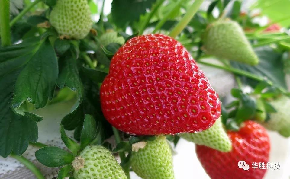 溫室草莓底肥如何實(shí)施？