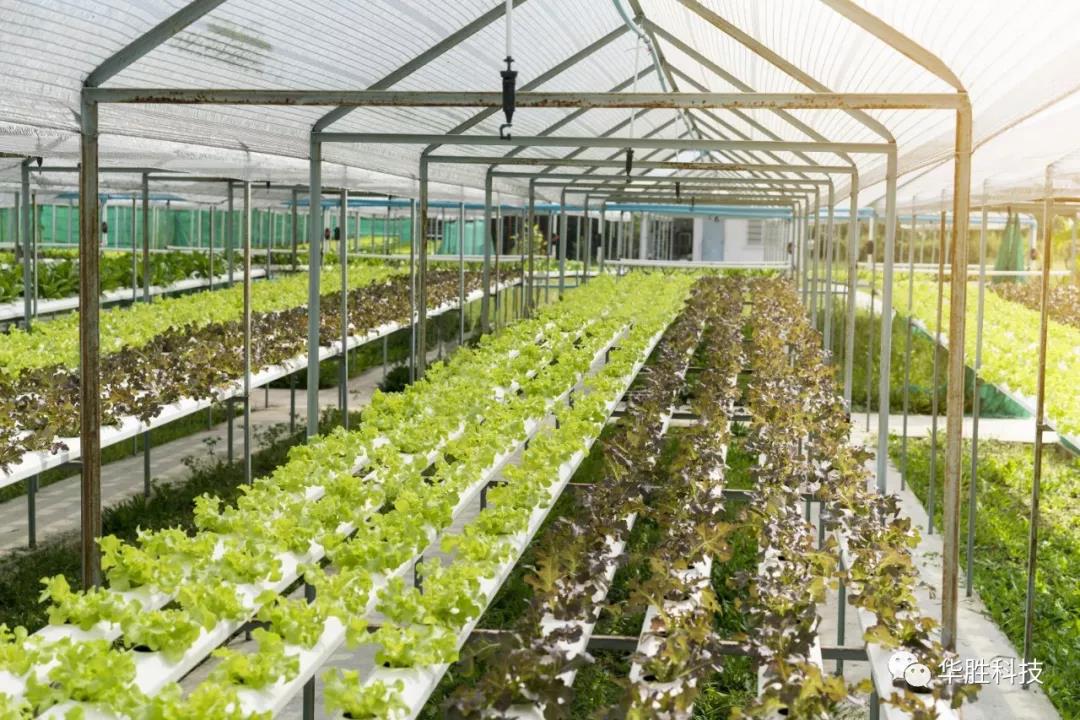 溫室大棚自動化是管理好大棚的關鍵