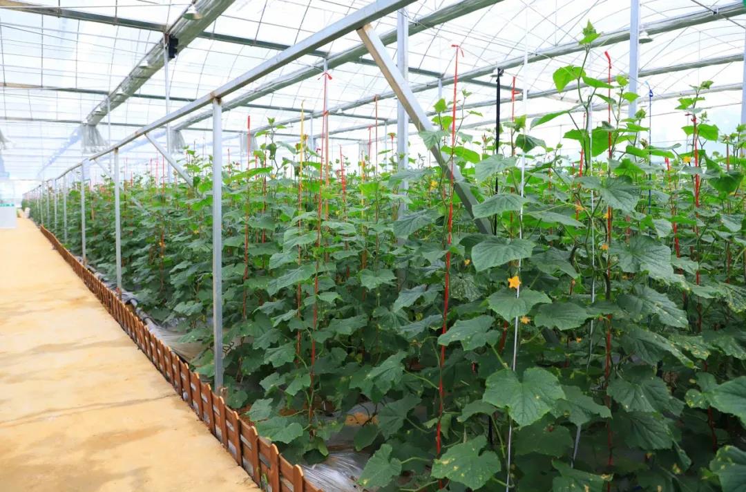 金海湖新區(qū)，智能溫室大棚采用華勝物聯(lián)網(wǎng)水肥一體化設(shè)備實(shí)現(xiàn)智能化灌溉