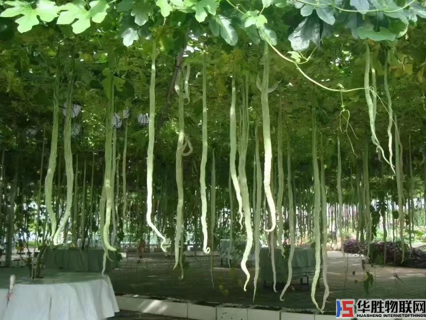 如何無土栽培蔬菜？哪些蔬菜適合無土栽培？無土蔬菜栽培技術要點